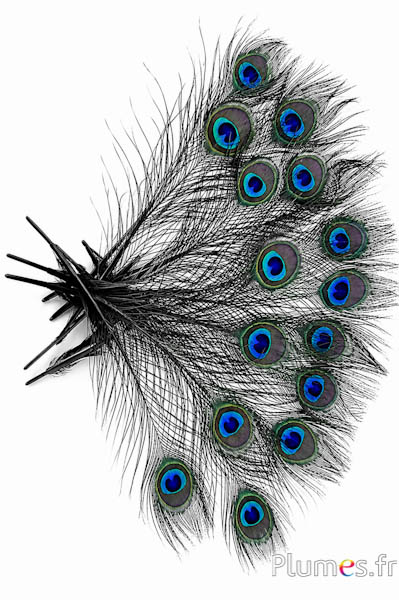 Pauw blauw miniatuur - 15-25 cm - zwart